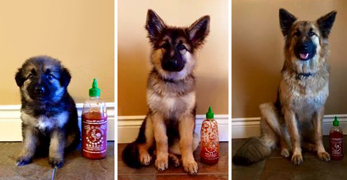 Owner Documents Their Dog’s Growth By Using A Bottle Of Sriracha For Scale