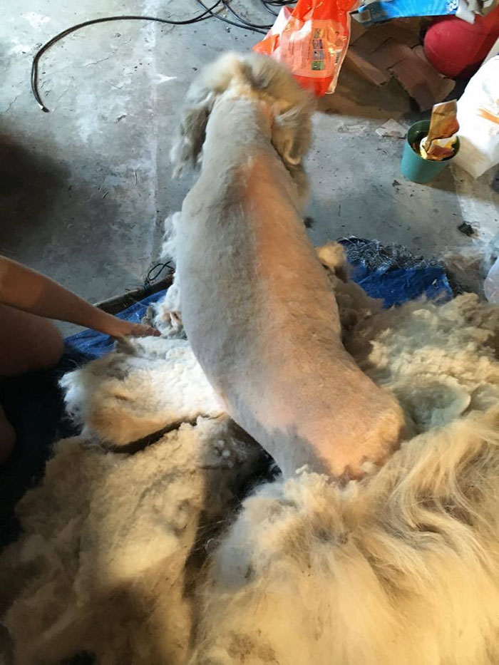 dog-stuck-barn-fur-cut-2
