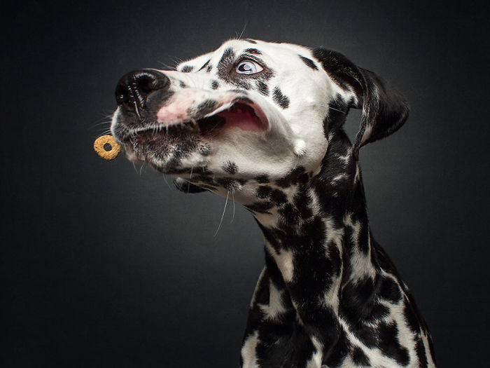 Hilarious Expressions Of Dogs Trying To Catch Treats In Mid-Air