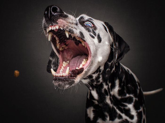 Hilarious Expressions Of Dogs Trying To Catch Treats In Mid-Air