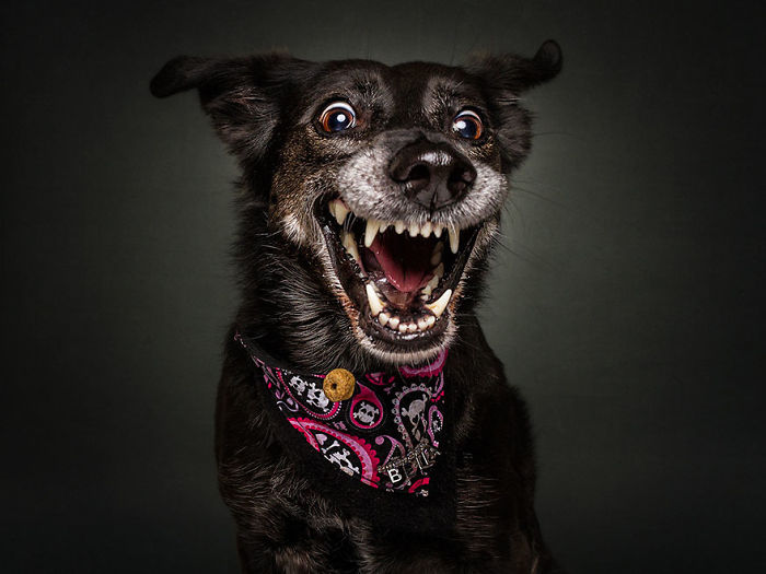 Hilarious Expressions Of Dogs Trying To Catch Treats In Mid-Air