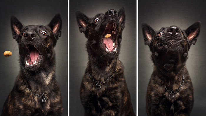 Hilarious Expressions Of Dogs Trying To Catch Treats In Mid-Air