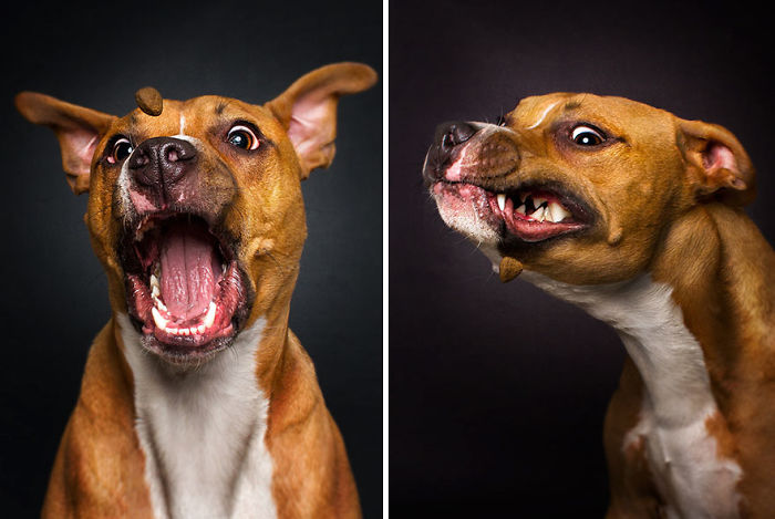 Hilarious Expressions Of Dogs Trying To Catch Treats In Mid-Air