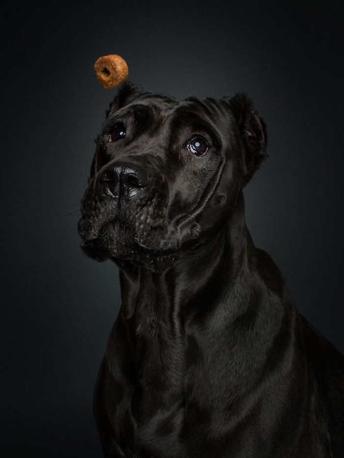 Hilarious Expressions Of Dogs Trying To Catch Treats In Mid-Air