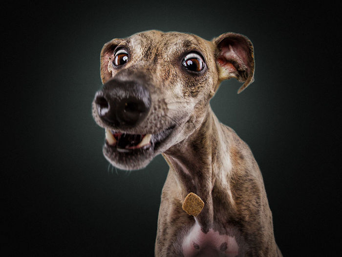 Hilarious Expressions Of Dogs Trying To Catch Treats In Mid-Air