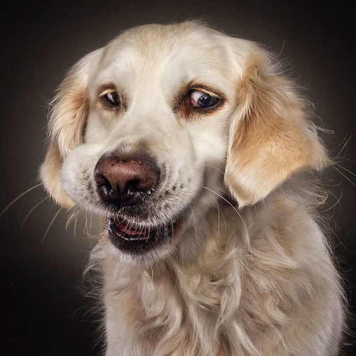 Hilarious Expressions Of Dogs Trying To Catch Treats In Mid-Air