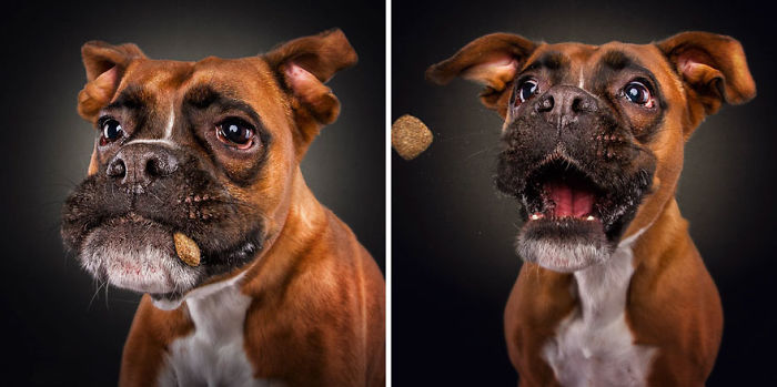 Hilarious Expressions Of Dogs Trying To Catch Treats In Mid-Air