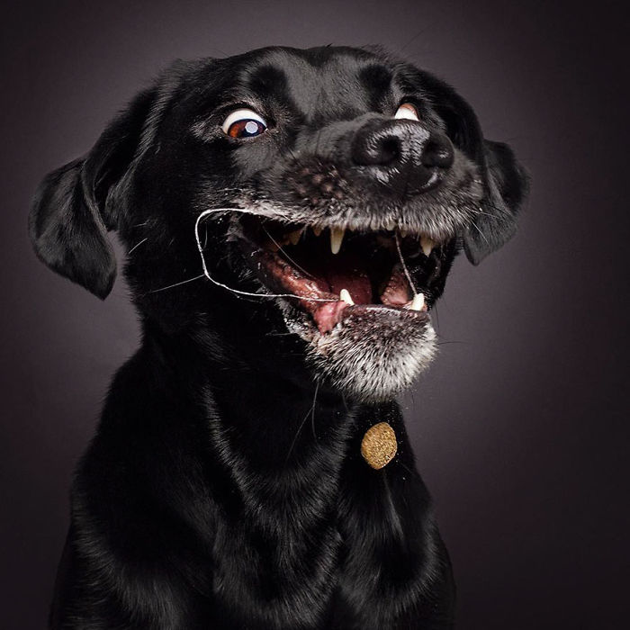 Hilarious Expressions Of Dogs Trying To Catch Treats In Mid-Air