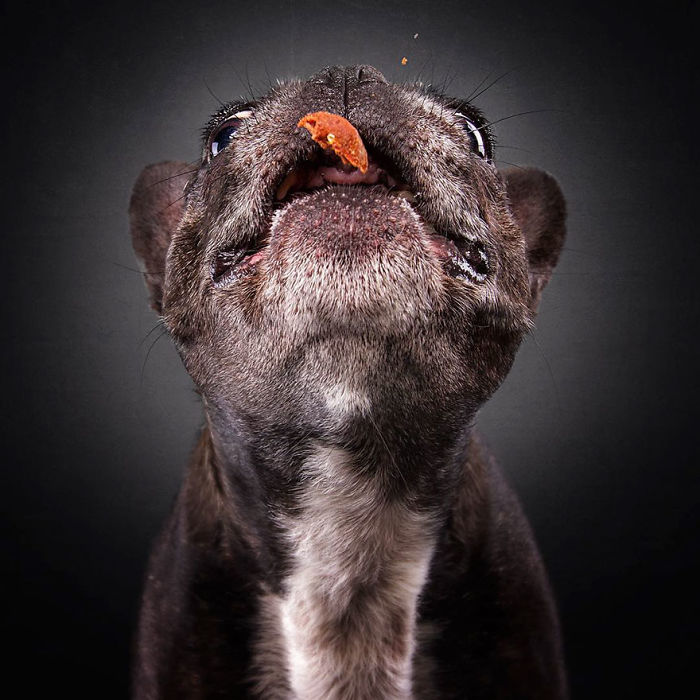 Hilarious Expressions Of Dogs Trying To Catch Treats In Mid-Air