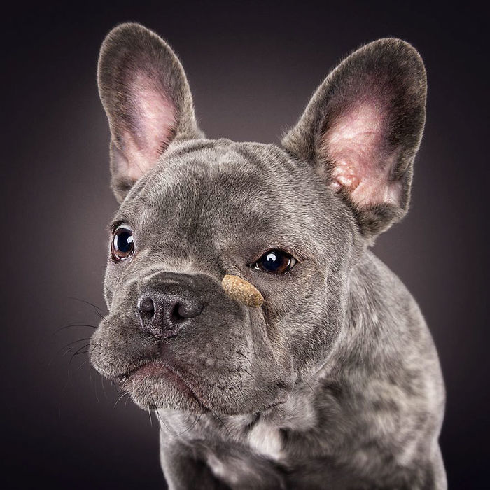Hilarious Expressions Of Dogs Trying To Catch Treats In Mid-Air