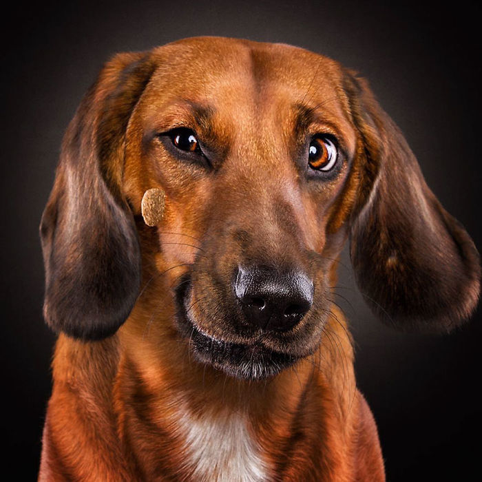Hilarious Expressions Of Dogs Trying To Catch Treats In Mid-Air