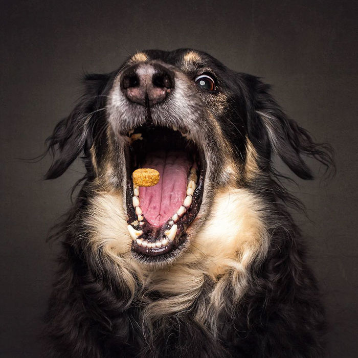 Hilarious Expressions Of Dogs Trying To Catch Treats In Mid-Air