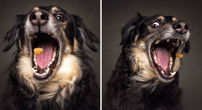 Hilarious Expressions Of Dogs Trying To Catch Treats In Mid-Air