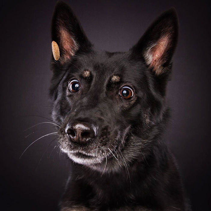 Hilarious Expressions Of Dogs Trying To Catch Treats In Mid-Air