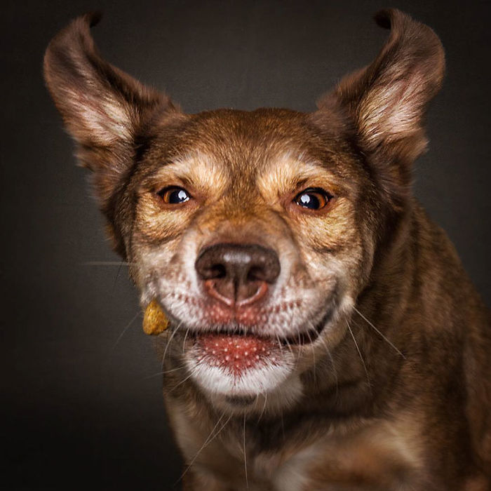 Hilarious Expressions Of Dogs Trying To Catch Treats In Mid-Air