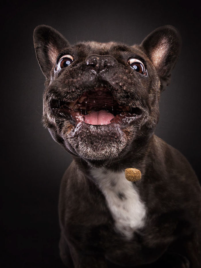 Hilarious Expressions Of Dogs Trying To Catch Treats In Mid-Air