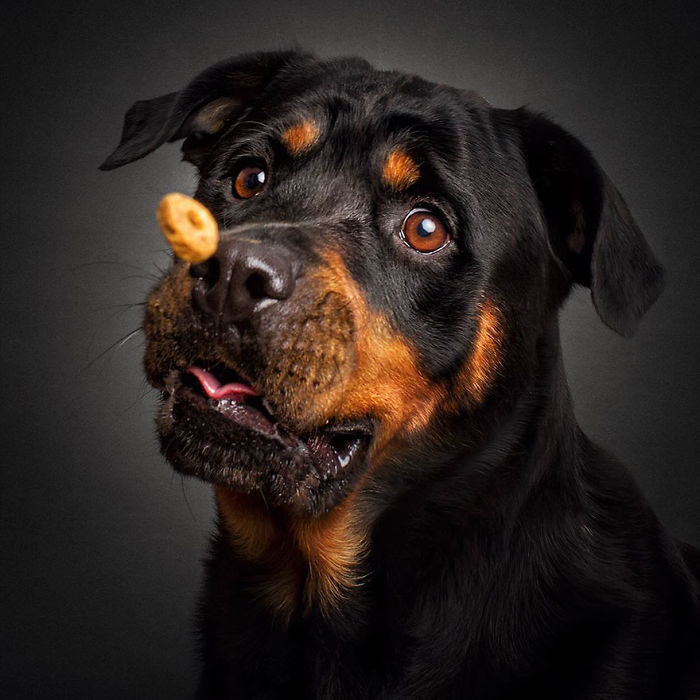 Hilarious Expressions Of Dogs Trying To Catch Treats In Mid-Air
