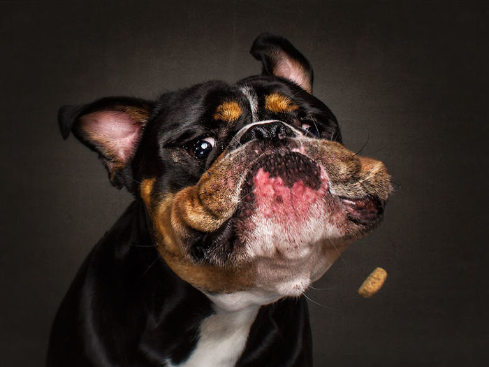 Hilarious Expressions Of Dogs Trying To Catch Treats In Mid-Air
