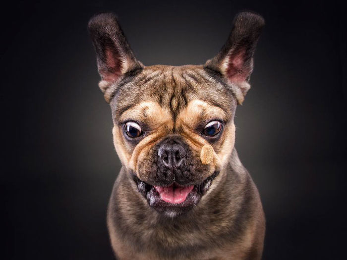 Hilarious Expressions Of Dogs Trying To Catch Treats In Mid-Air