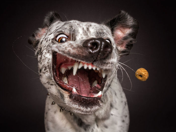 Hilarious Expressions Of Dogs Trying To Catch Treats In Mid-Air