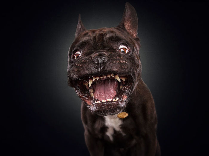 Hilarious Expressions Of Dogs Trying To Catch Treats In Mid-Air