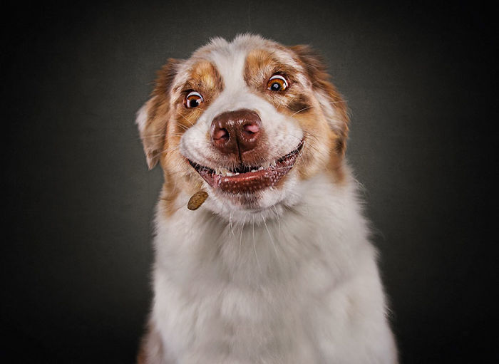 Hilarious Expressions Of Dogs Trying To Catch Treats In Mid-Air