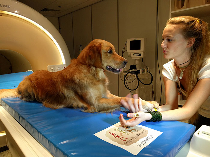 Scientists Prove Dogs Understand Humans Better Than We Thought