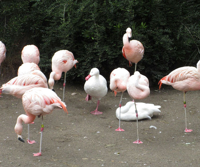 16 Ducks That Think They’re Flamingos