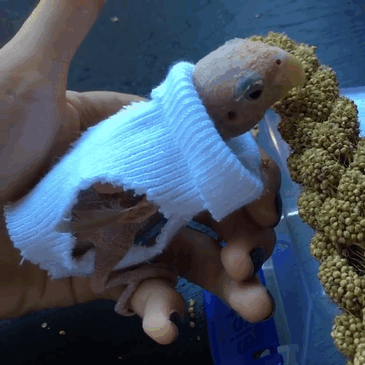 Everyone Falls in Love With This Featherless Lovebird, Send Mini Sweaters To Save Her From Freezing