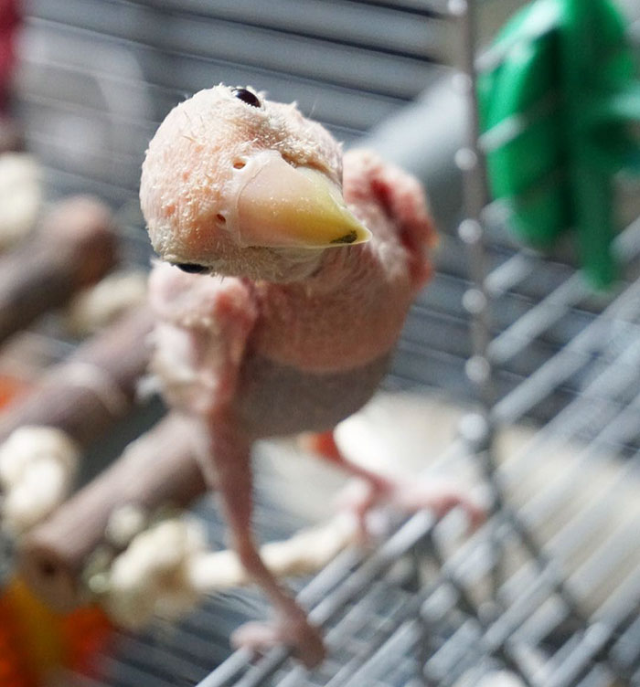 Everyone Falls in Love With This Featherless Lovebird, Send Mini Sweaters To Save Her From Freezing