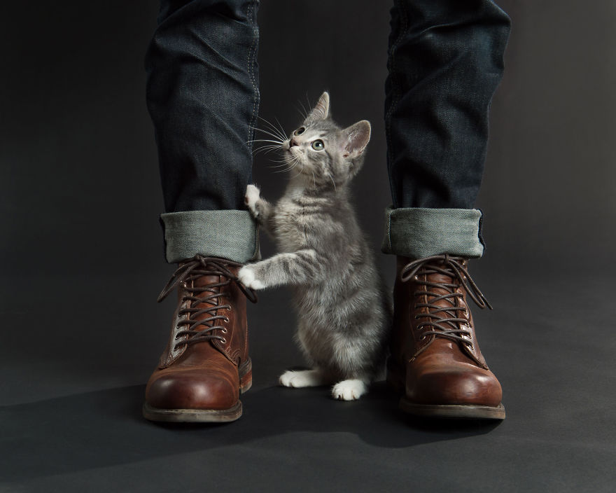 These 14 Felines And Fellas Posed For A Fundraising Calendar