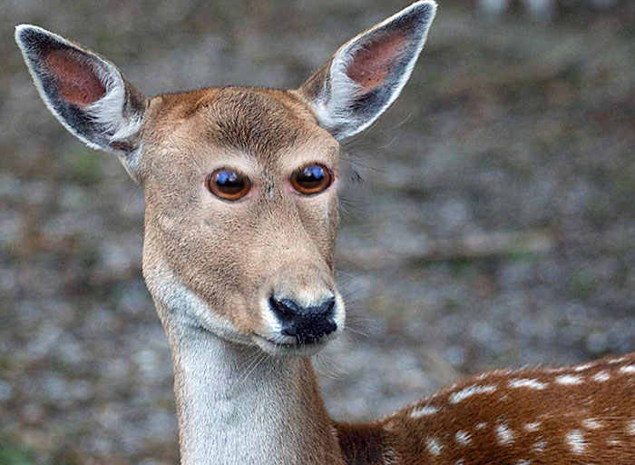 What 30 Different Animals Would Look Like If Their Eyes Were At The Front |  Bored Panda
