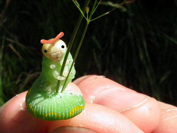 Real Life Caterpie