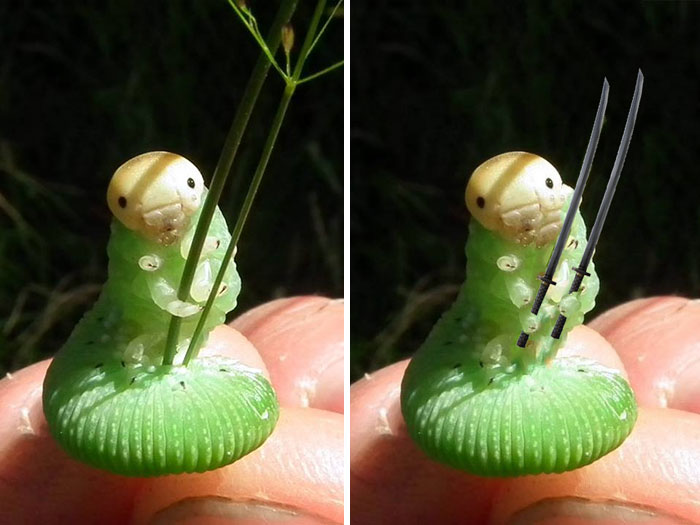 Caterpillar Holding Blade Of Grass Sparks Photoshop Battle