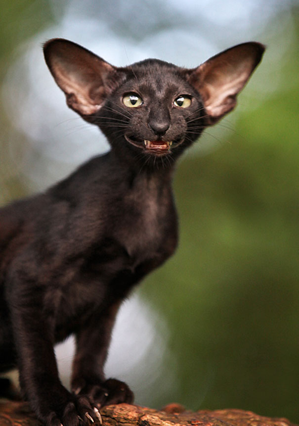 This Bat-cat
