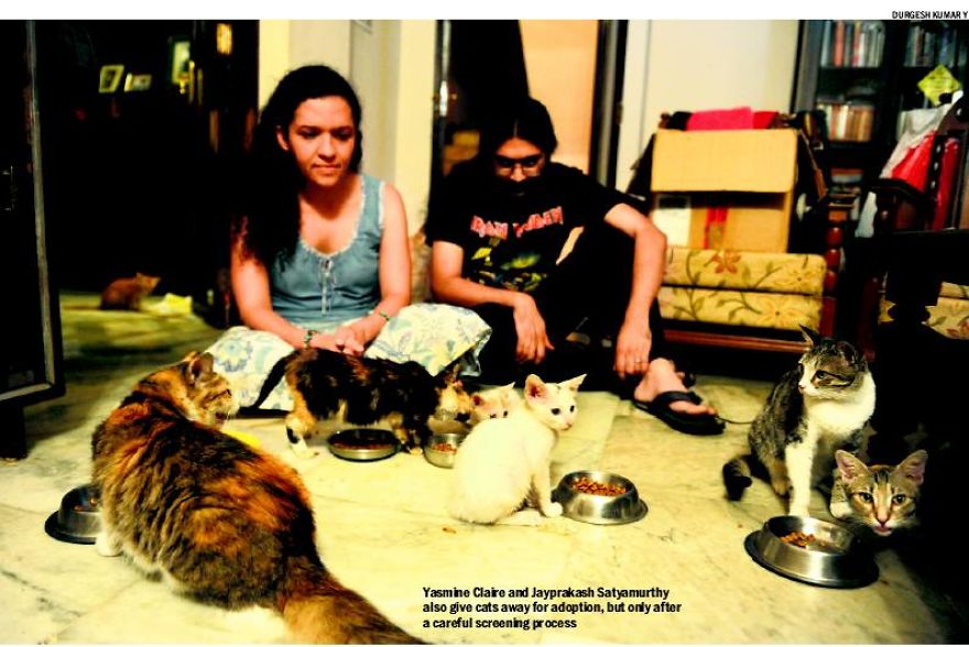 The Couple That Is Creating Bangalore's First Cat Sanctuary The Couple That Is Creating Bangalore's First Cat Sanctuary