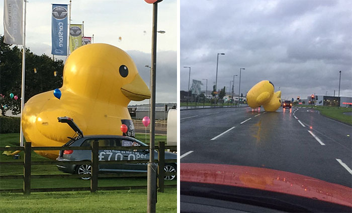 Giant Inflatable Duck Apocalypse Has Begun In Scotland (VIDEO)