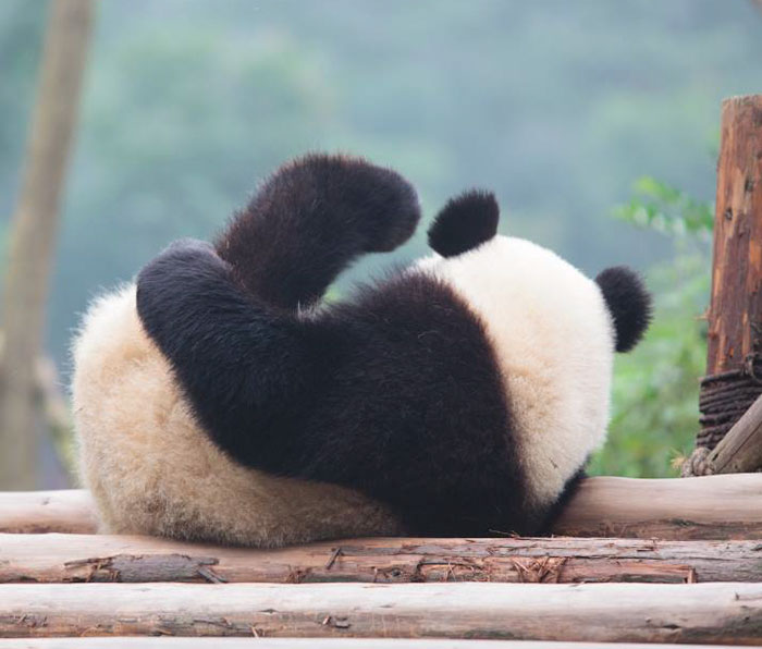 The Giant Panda Is No Longer An Endangered Species!