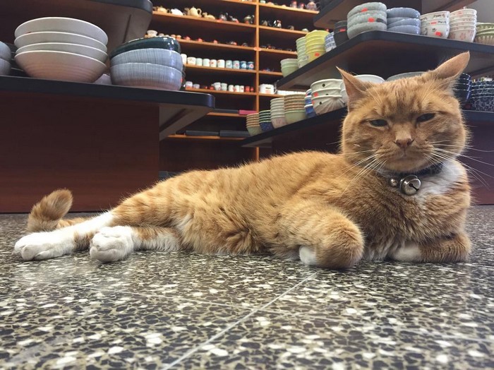 This Cat Has Spent 9 Years Running a Store Without Taking a Day Off
