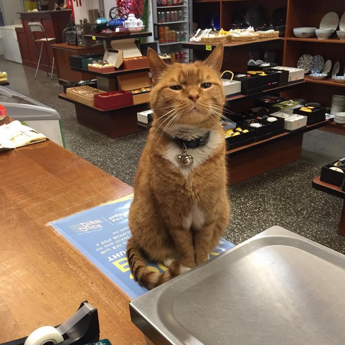 ginger-cat-store-owner-newyork-28