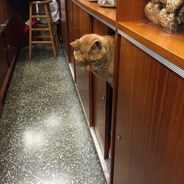 ginger-cat-store-owner-newyork-36