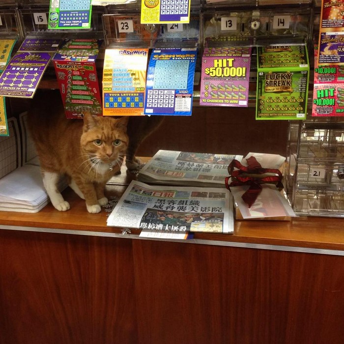 ginger-cat-store-owner-newyork-45