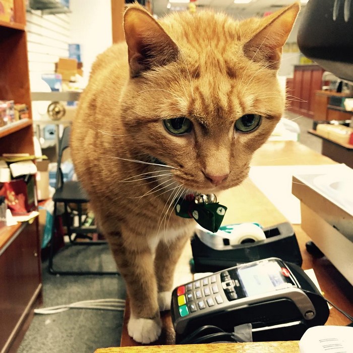 ginger-cat-store-owner-newyork-48