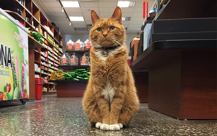This Cat Has Spent 9 Years Running a Store Without Taking a Day Off