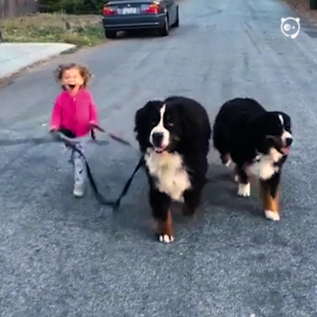 Little Girl Is Being Raised By Two Giant Dogs And They Do Everything Together