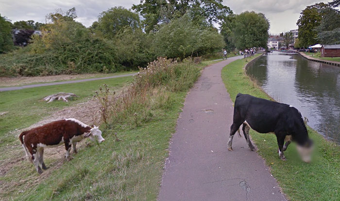 Google Blurred This Cow’s Face And Now People Have Many Questions