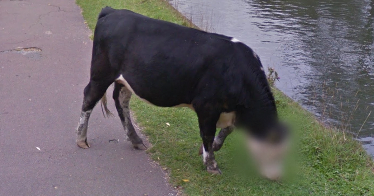 Google Blurred This Cow’s Face And Now People Have Many Questions ...