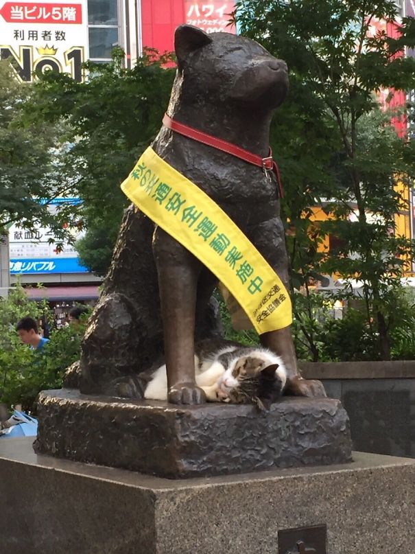 This Cat Visits Hachiko Statue Often In Shibuya, Japan.