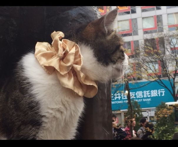 This Cat Visits Hachiko Statue Often In Shibuya, Japan.