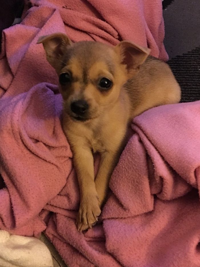 Introducing Madam Fry The Belle Of The Ball